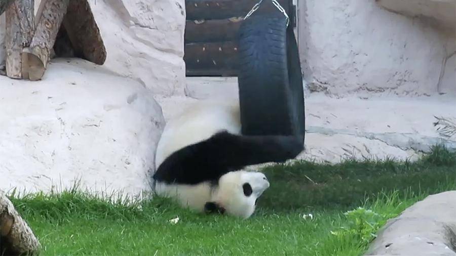 «Драку» панды с шиной в Московском зоопарке сняли на видео