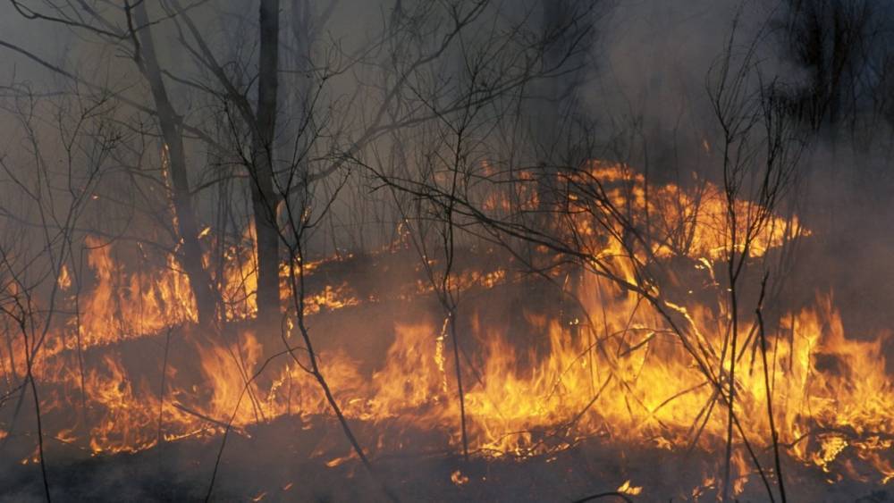 В Кремле оценили работу по тушению лесных пожаров в Сибири