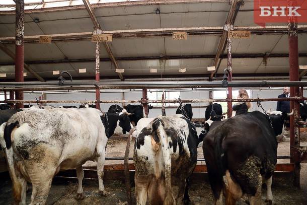 В корткеросском селе Нившера появится молочная ферма на 400 голов