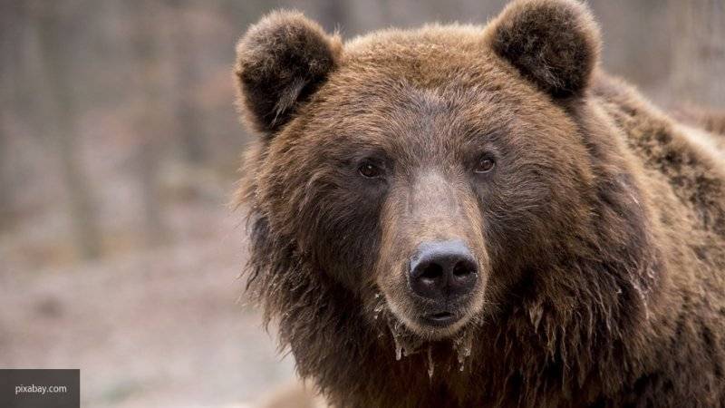В Волгоградской области проводят проверку инцидента с медведем на пляже