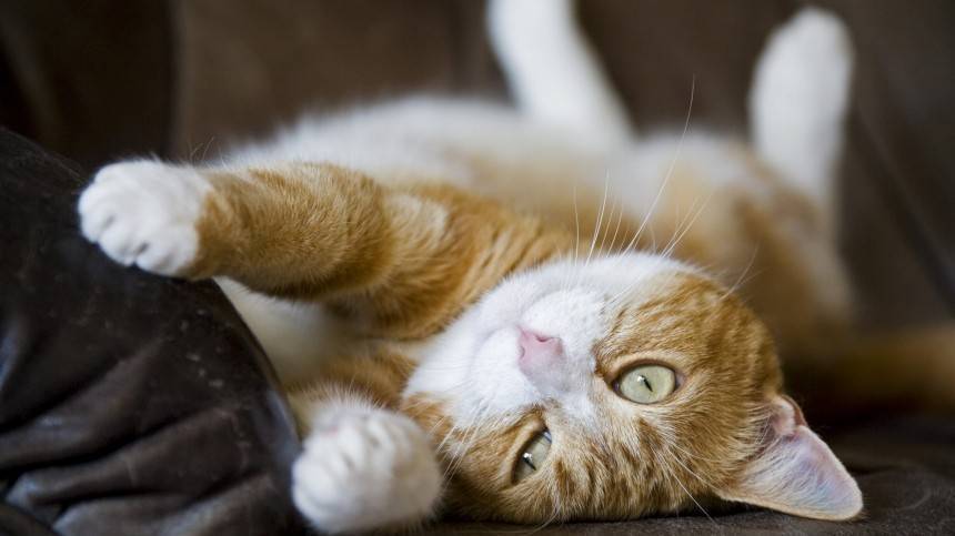 Видео: Кот по кличке Коржик сделал миллионерами своих хозяев