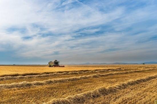 СМИ: из-за неблагоприятной погоды в России снизятся урожай зерна и доходы аграриев