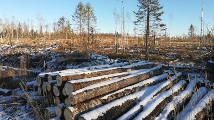 Россия может полностью запретить экспорт леса в Китай, заявил глава Минприроды РФ