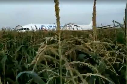 Появилось видео эвакуации пассажиров севшего в кукурузном поле самолета