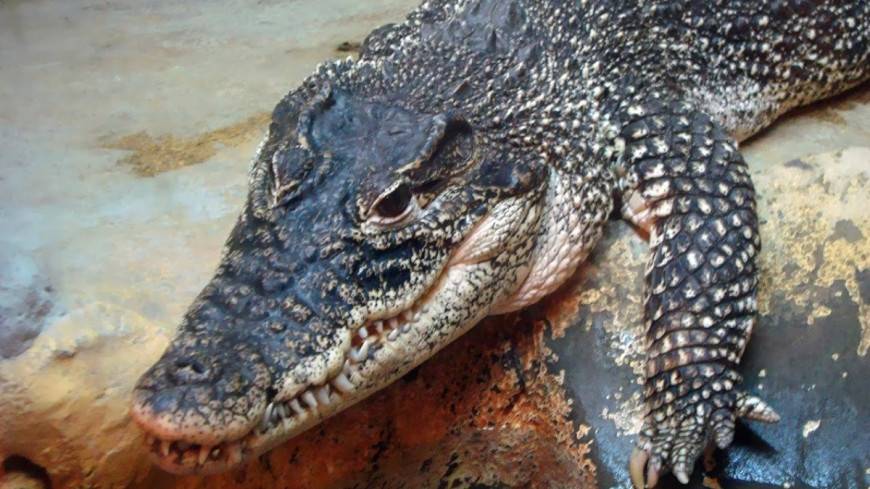 Крокодилы способны избавляться от стертых зубов и выращивать новые