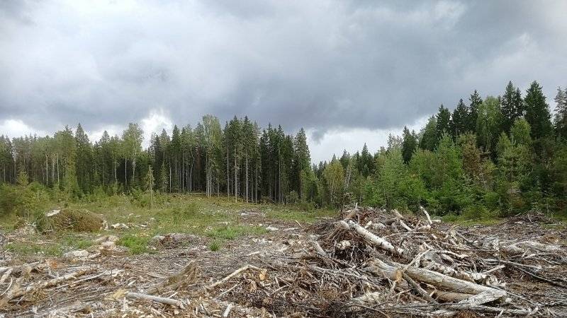 Условия предоставления лесных участков инвесторам в Забайкалье станут жестче