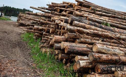 Китай должен подключиться к восстановлению покупаемых в России лесов