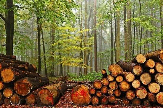 Борьба с криминалом в лесной отрасли является общей задачей России и Китая, считает депутат