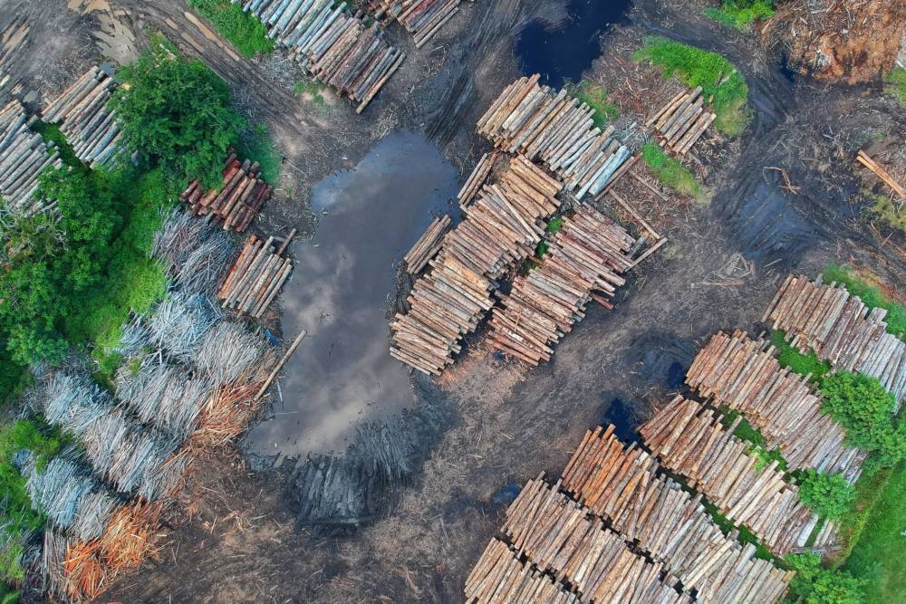 Запрет на экспорт леса в Китай – как это поможет Сибири?