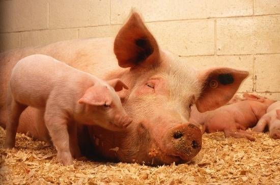 Россельхознадзор ограничил поставки свиней и свинины из Словакии и Болгарии