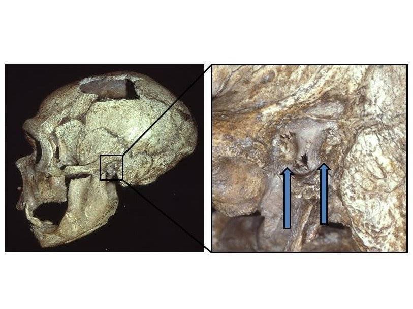 «Ухо ныряльщика» заставило учёных заподозрить неандертальцев в любви к рыбалке