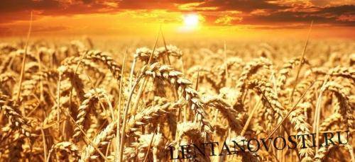 Алжир закупил 570 000 тонн пшеницы на тендере