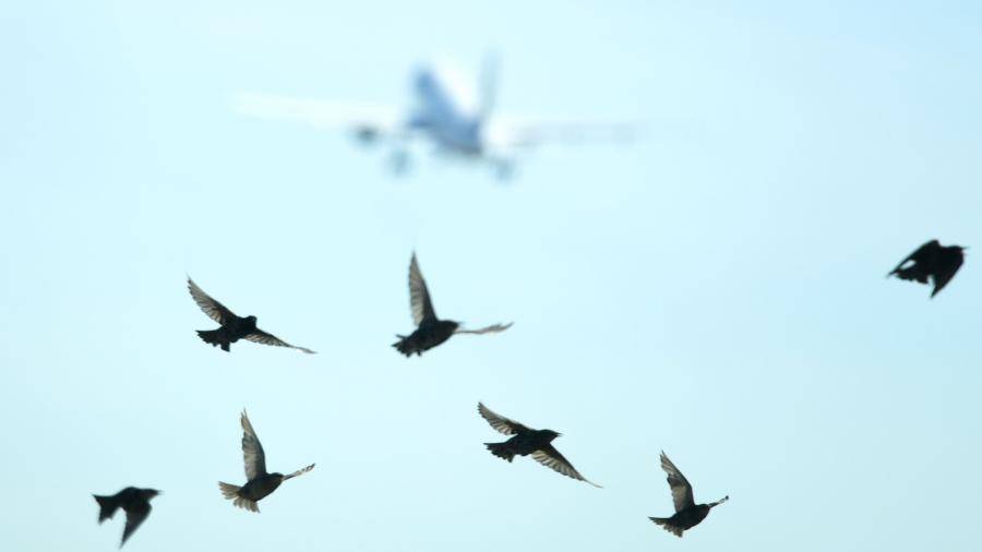 Стало известно о состоянии системы отпугивания птиц во время взлета A321