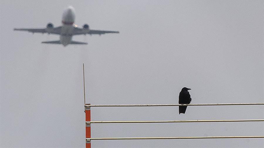 Орнитолог перечислил опасные виды птиц для самолетов
