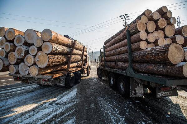 В России могут ввести полный запрет на экспорт леса в Китай