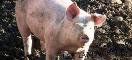 С начала года из-за АЧС в Европе погибло более полумиллиона свиней