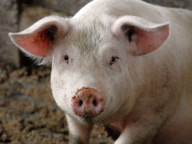 Режим ЧС из-за африканской чумы свиней введён в Хабаровском крае