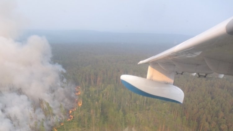 Более десяти тысяч гектаров лесных пожаров потушены в России за сутки