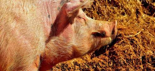 В США изменят систему убоя свиней