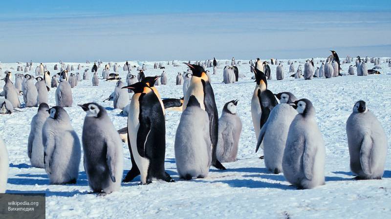 Ученые обнаружили в Новой Зеландии останки пингвина ростом с человека