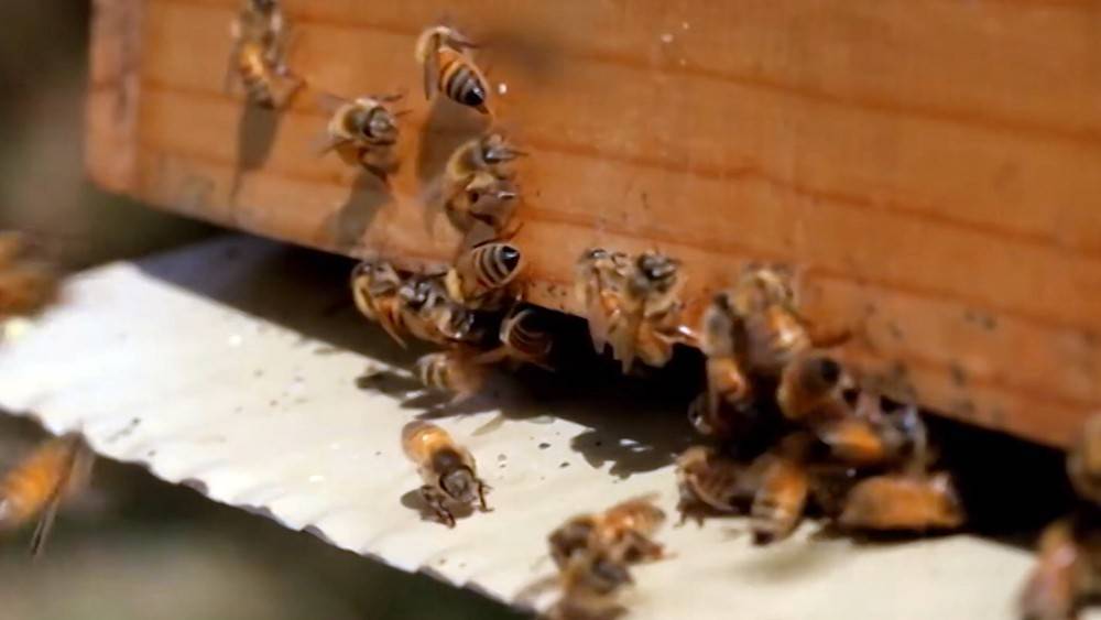 Массовая гибель пчел в России: кто виноват и что делать