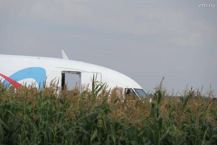 Власти Подмосковья помогут владельцу кукурузного поля после инцидента с самолетом