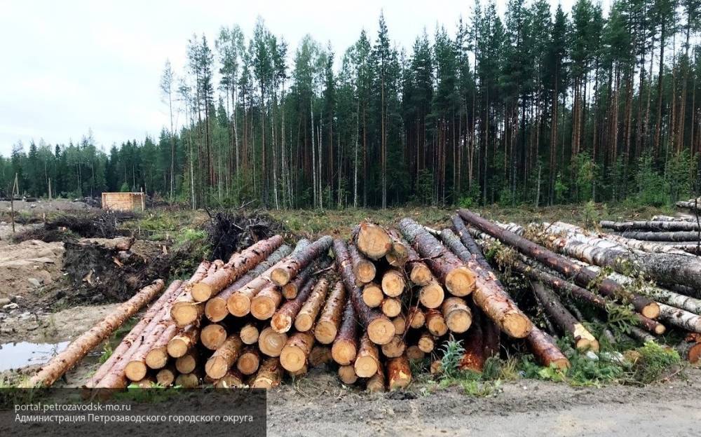 Глава Минприроды РФ заявил о возможном запрете экспорта леса в Китай