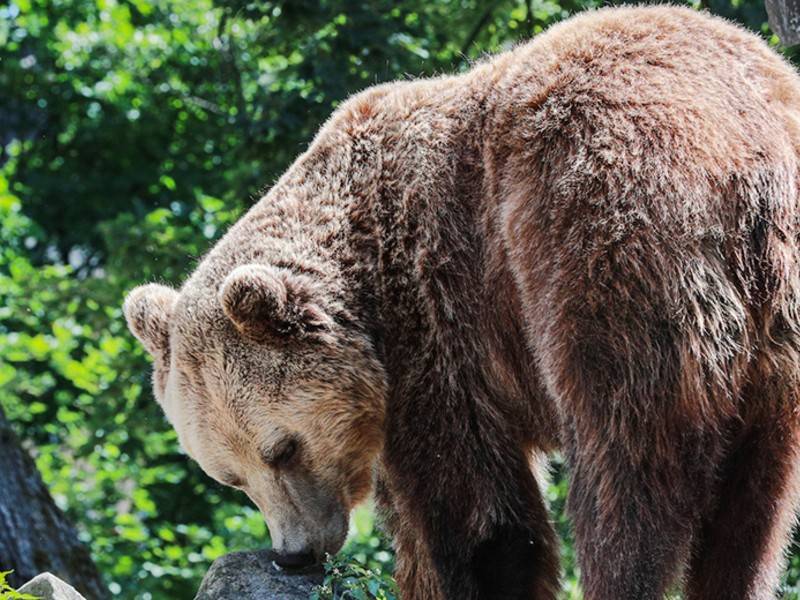 Биолог: медведи выходят к людям не из-за пожаров