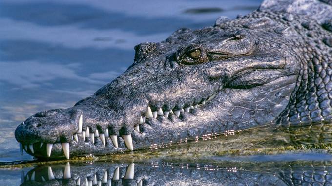 На Филиппинах крокодил съел 10-летнего ребенка