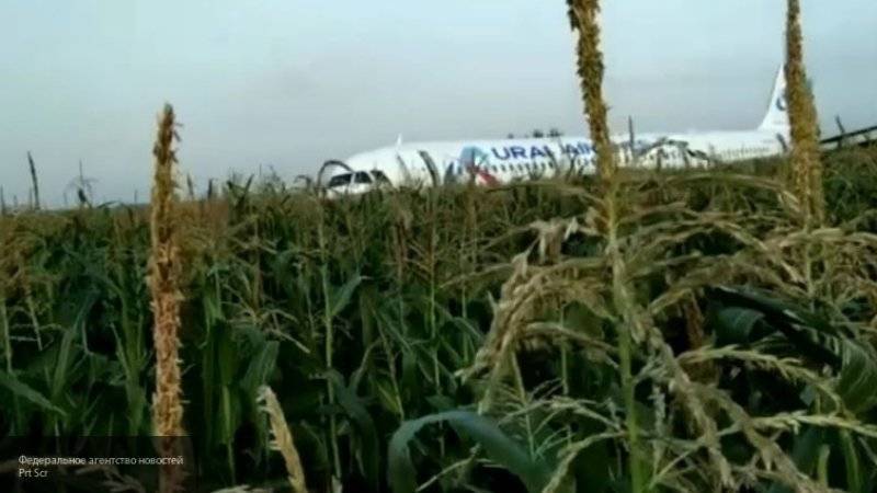 Американский эксперт назвал блестящими действия пилотов севшего в кукурузном поле лайнера