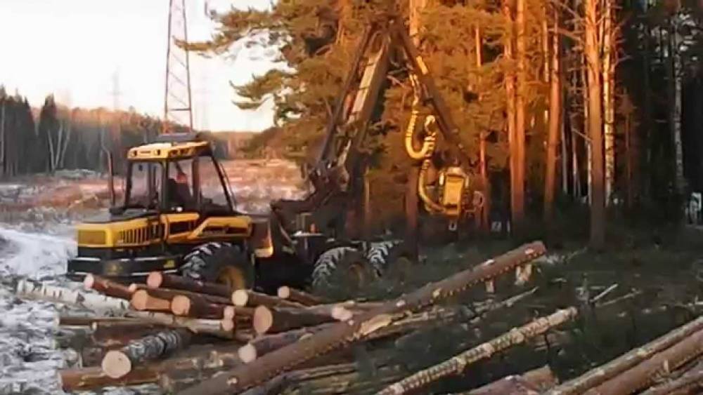 Greenpeace о возможном запрете экспорта российского леса в Китай: «Китайцы это легко переживут»