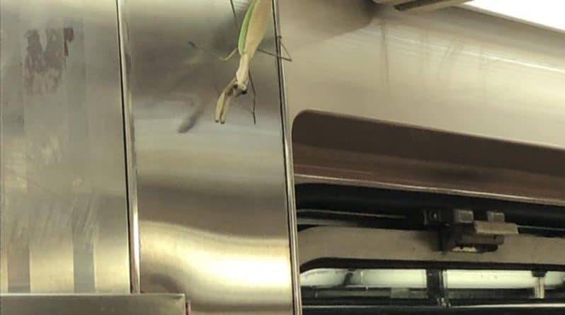 Пассажиров нью-йоркского метро терроризирует «гигантский» богомол