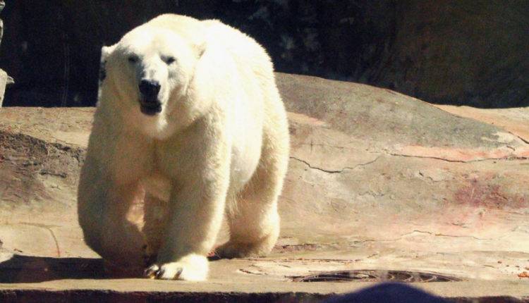 Потепление на Аляске изменило график миграции белых медведей