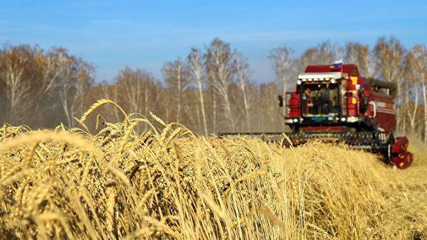 Подарок Трампу: как холодное лето подкосило российскую пшеницу