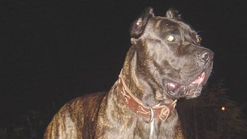 В России предложили штрафовать за выгул опасных собак без намордника — РТ на русском