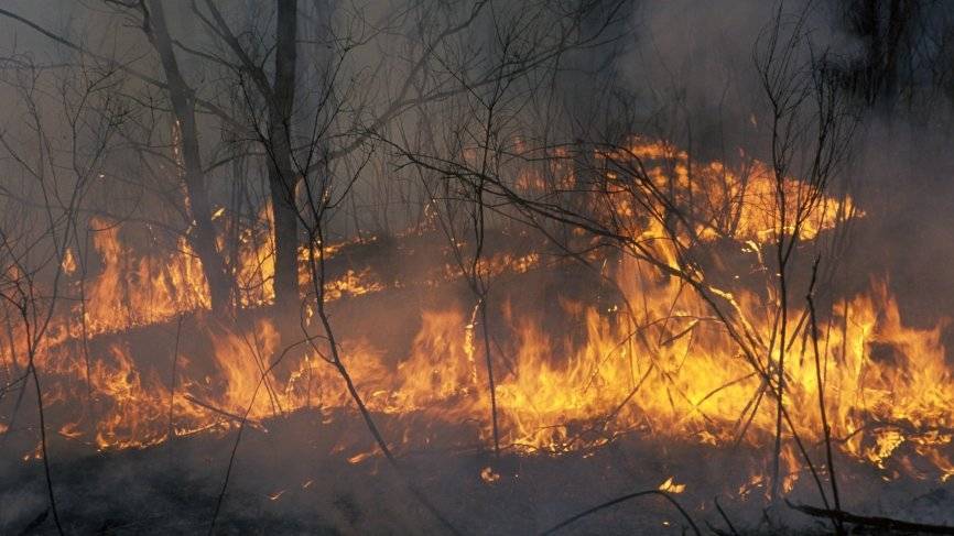 В Госдуме объяснили связь лесных пожаров и незаконной вырубки леса