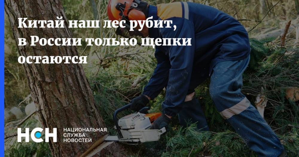 Китай наш лес рубит, в России только щепки остаются