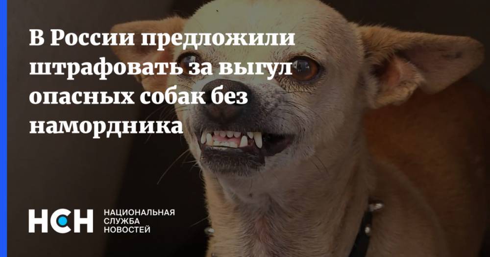 В России предложили штрафовать за выгул опасных собак без намордника