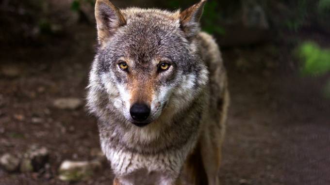 В Канаде волк напал на спящую в палатке семью