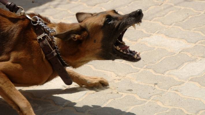 Россиян предлагают штрафовать за выгул опасных собак без намордника