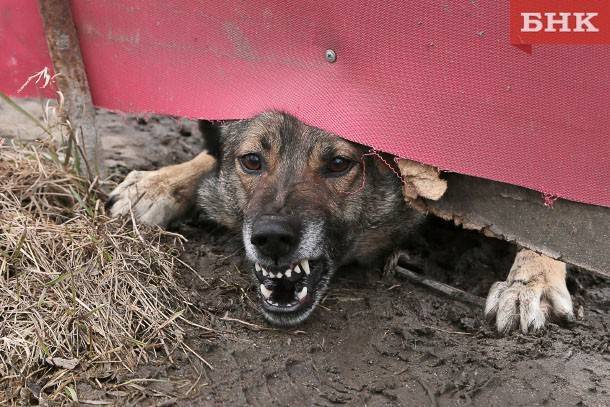 В Троицко-Печорске собака укусила ребенка за губу