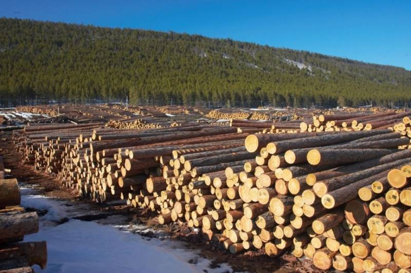 Запретить экспорт леса: в России думают, как спасти тайгу от Китая