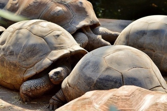 Во Вьетнаме запущен проект по спасению редких видов черепах