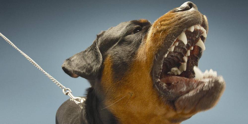 Россиян предложили штрафовать за выгул "опасных" собак без намордника
