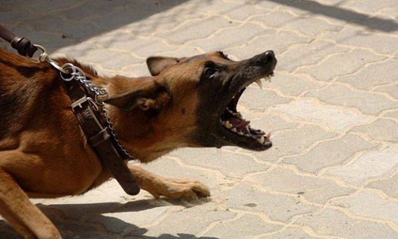 Россиян предложили штрафовать за выгул «опасных» собак без намордника