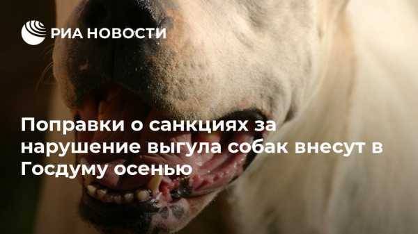 Поправки о санкциях за нарушение выгула собак внесут в Госдуму осенью