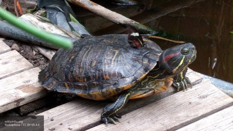 Проект по спасению редких видов черепах запустили во Вьетнаме