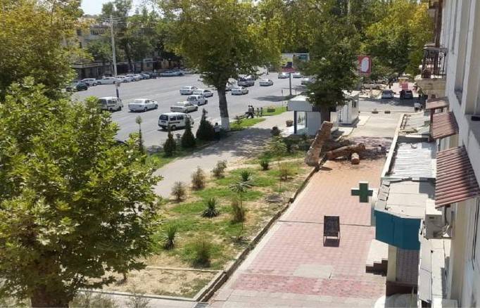 В Госкомэкологии обосновали массовую вырубку деревьев в Ташкенте | Вести.UZ