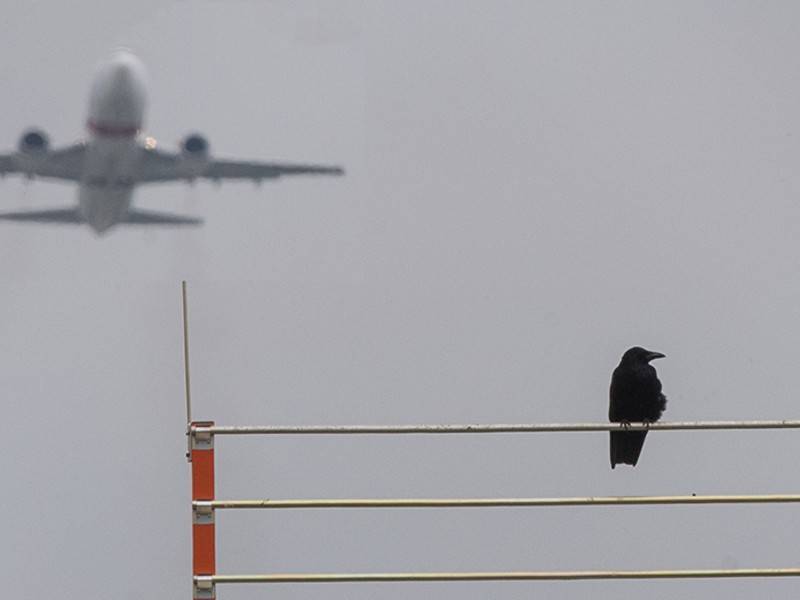 Самолёт совершил экстренную посадку во Внуково из-за птицы