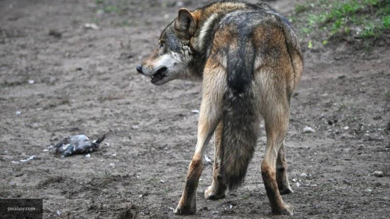 Волк напал на спящую в палатке семью туристов